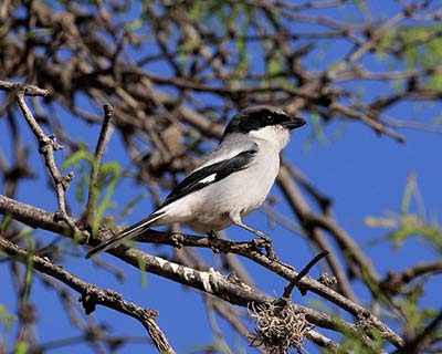 Loggerhead Shrike