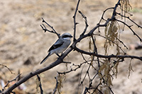 Loggerhead Shrike