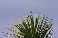 Loggerhead Shrike