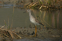 Lesser Yellowlegs