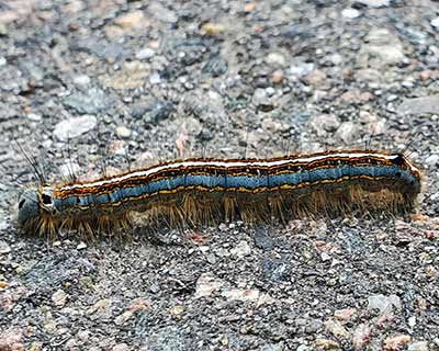 Lackey Moth