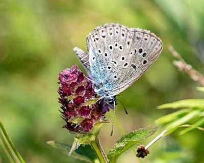 Large Blue