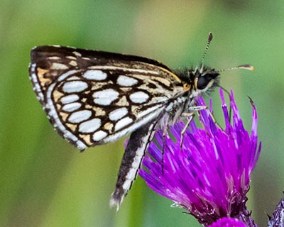 Large Chequered Skipper