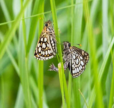 Large Chequered Skipper