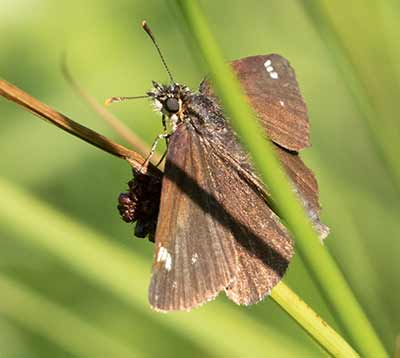 Large Chequered Skipper