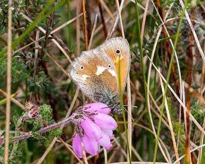 Large Heath