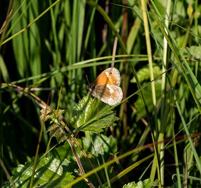 Large Heath
