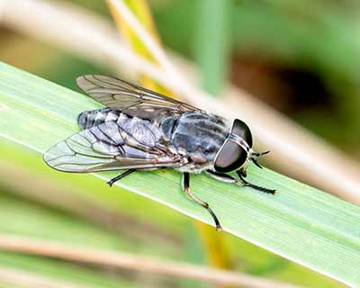 Large Marsh Horsefly
