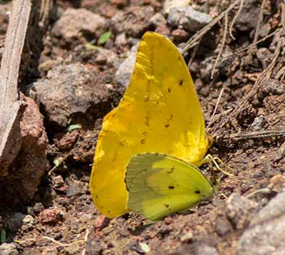 Large Orange Sulphur
