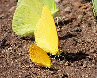 Large Orange Sulphur