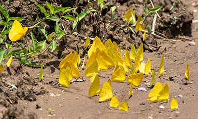 Large Orange Sulphur