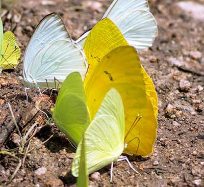 Large Orange Sulphur