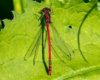 Large Red Damsel