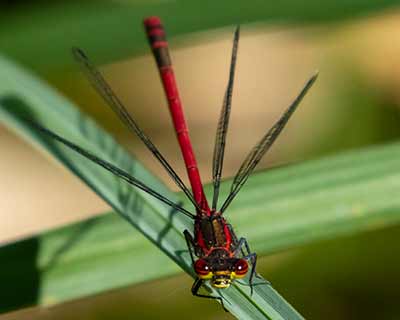 Large Red Damsel