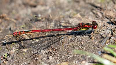Large Red Damsel