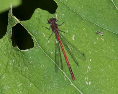 Large Red Damsel