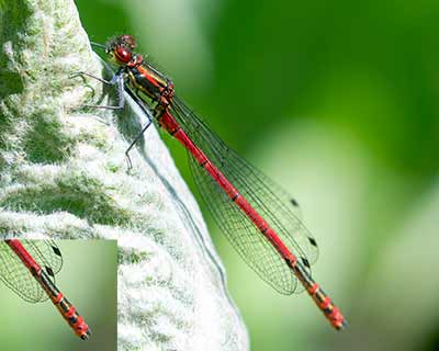 Large Red Damsel (Pyrrhosoma nymphula) [Herlufsholm Kostskole, Denmark]
