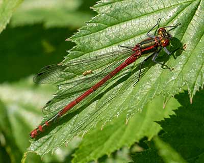 Large Red Damsel