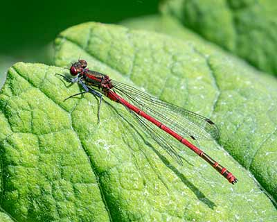 Large Red Damsel (Pyrrhosoma nymphula) [Herlufsholm Kostskole, Denmark]