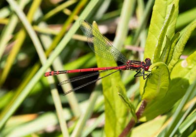 Large Red Damsel