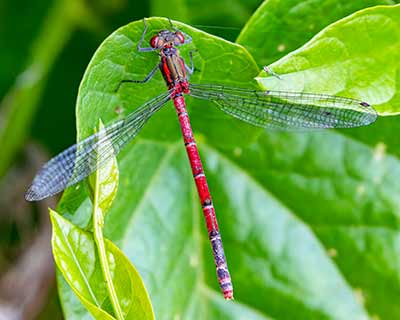 Large Red Damsel