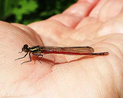 Large Red Damsel (Pyrrhosoma nymphula) [Søndermarken (Frederiksberg), Denmark]