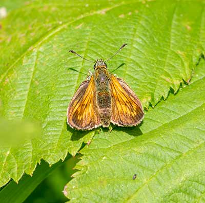 Large Skipper