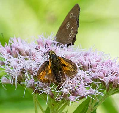 Large Skipper