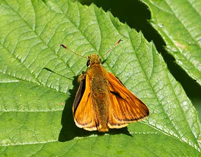 Large Skipper