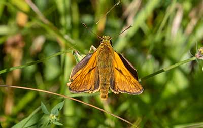 Large Skipper
