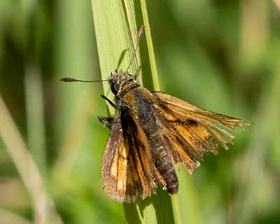 Large Skipper