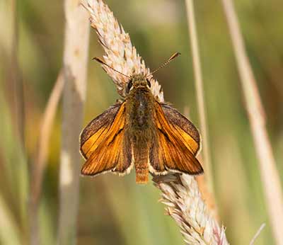 Large Skipper