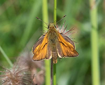 Large Skipper