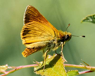 Large Skipper
