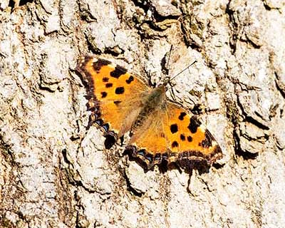 Large Tortoiseshell