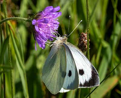 Large White