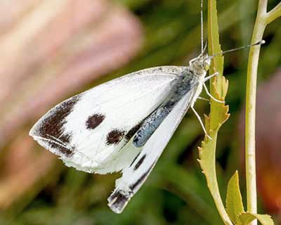 Large White