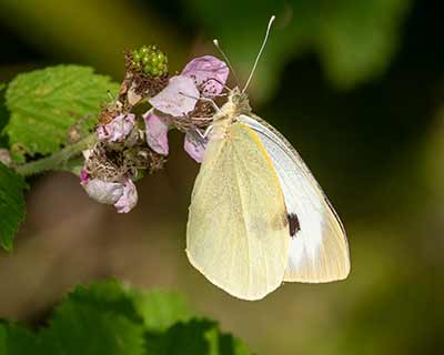 Large White