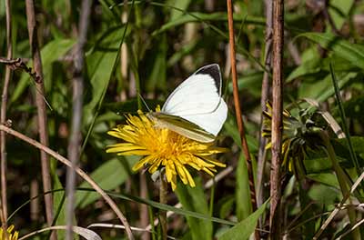 Large White