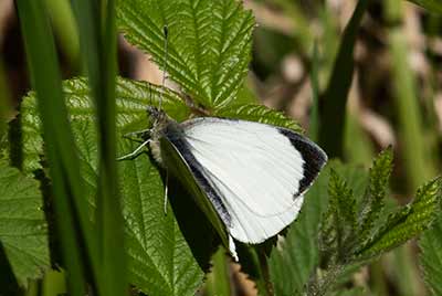 Large White