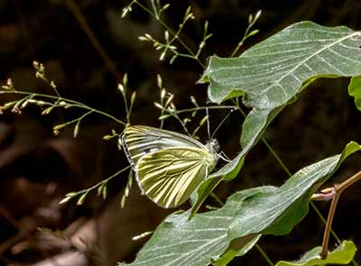 Large White