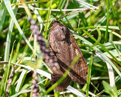 Large Yellow Underwing