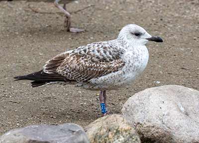Larus sp.