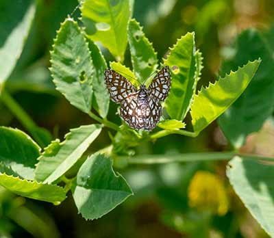 Latticed Heath