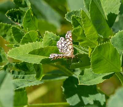 Latticed Heath