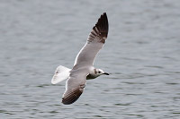 Laughing Gull