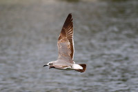 Laughing Gull