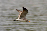 Laughing Gull