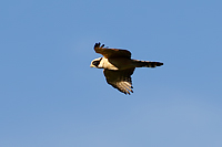 Laughing Falcon
