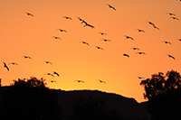 Long-billed Curlew